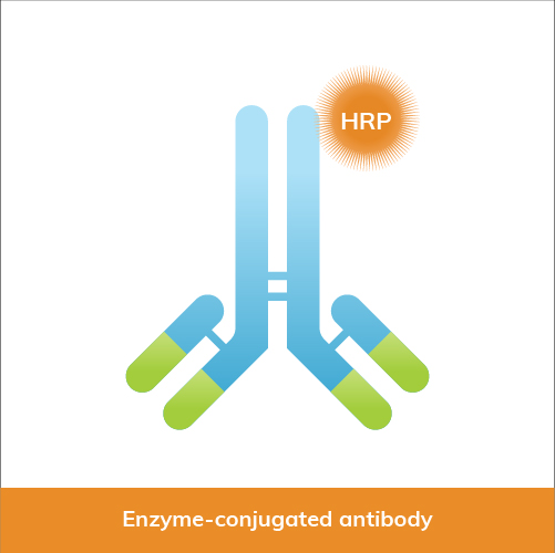 Enzyme-conjugated antibody